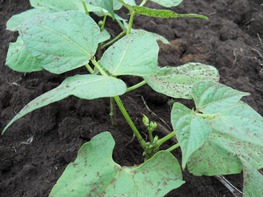Our common legume: the bean, Phaseolus vulgaris L