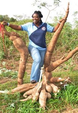 A perennial passion for cassava, and walking with giants: Elizabeth with the pick of the crop for the 2014 cassava harvest season at  IITA, Ibadan, Nigeria.