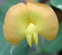Groundnut flower