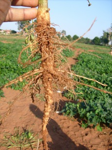 The devastating effects of nematodes on cowpea roots.