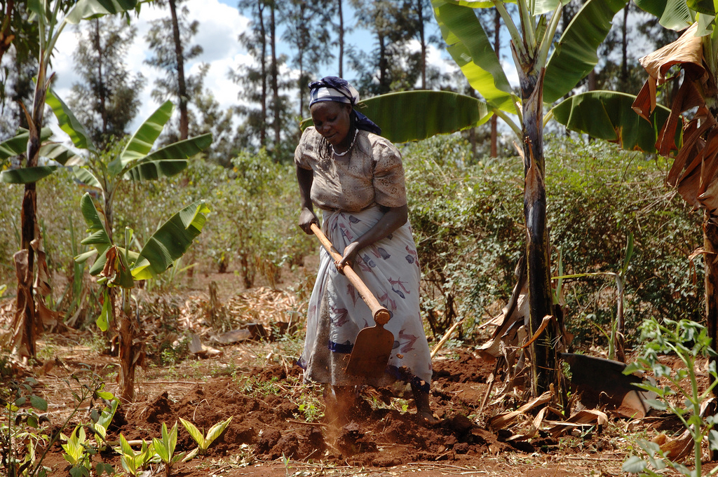A Kenyan farmer prepares her maize plot for planting. Acid soils cover almost 90 percent of Kenya’s maize-growing area, and can more than halve yields.