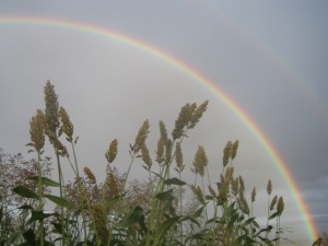 Sorghum rainbow_A Borrell
